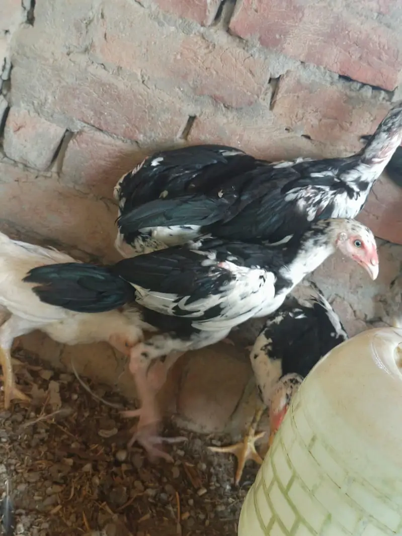 Pure Pakistani abread — photo 3