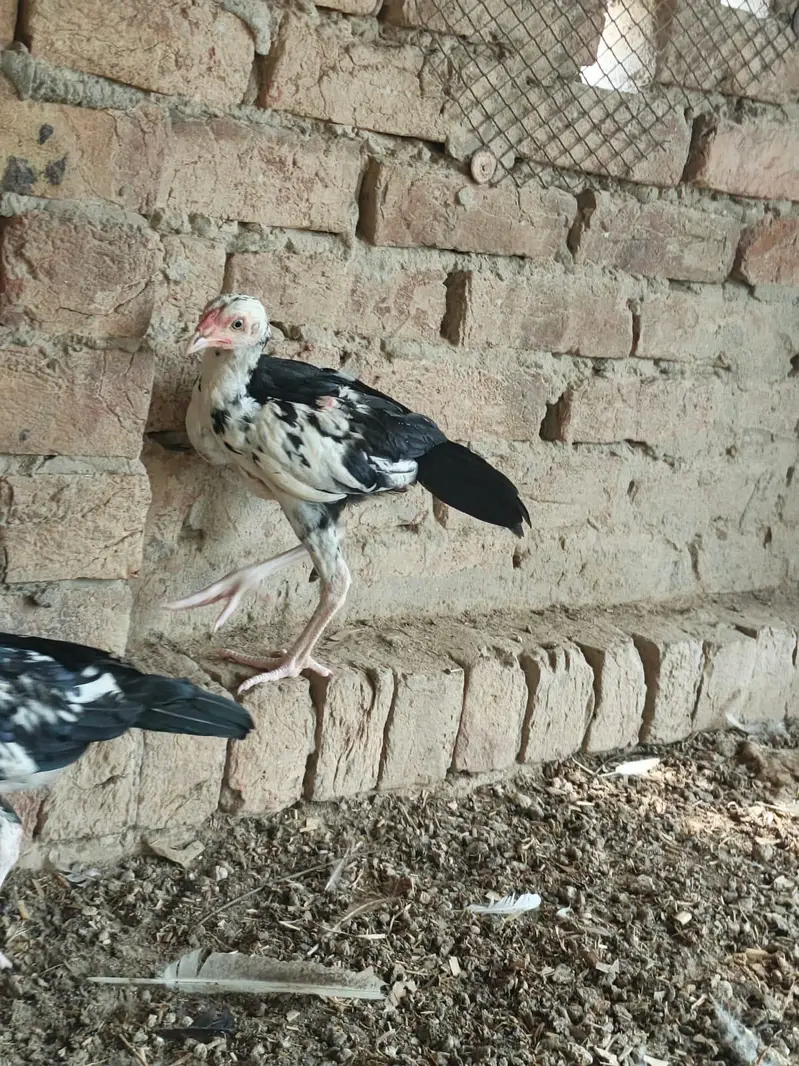 Pure Pakistani abread — photo 8
