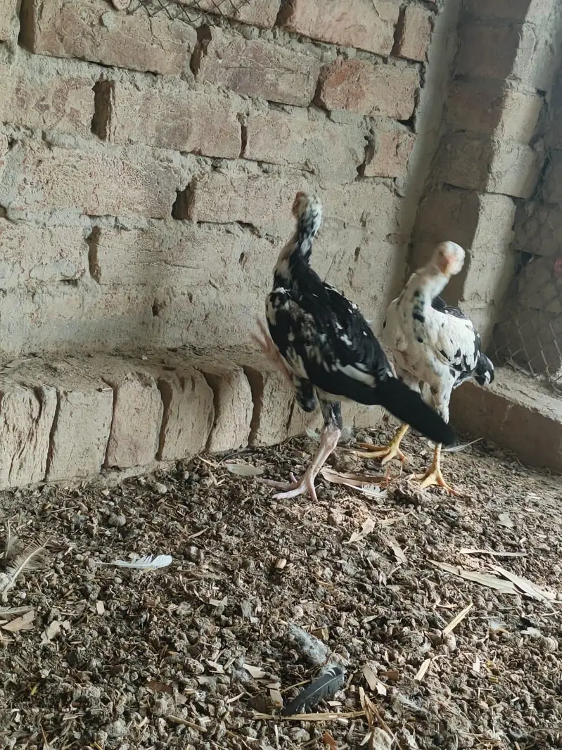 Pure Pakistani abread — photo 9