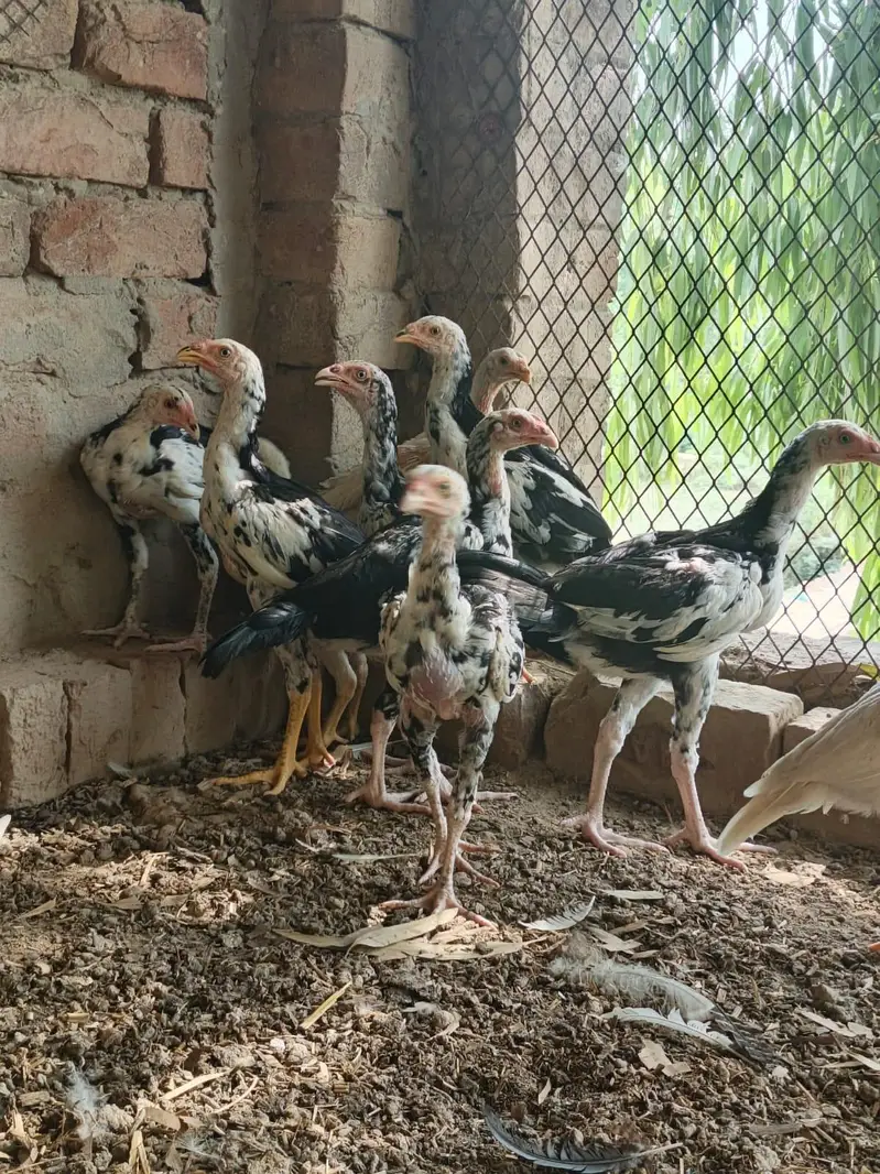 Pure Pakistani abread — photo 11
