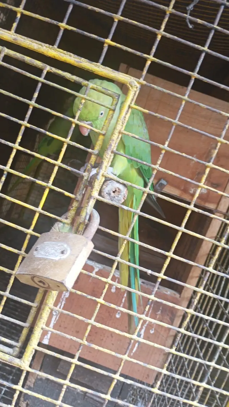 nice female talking parrot — photo 2