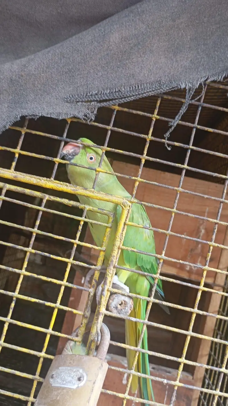 nice female talking parrot — photo 3