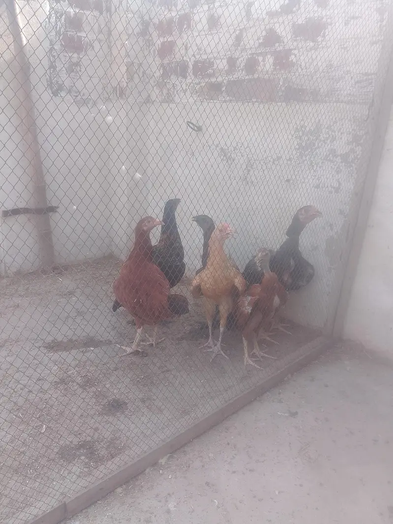 Hens for sale — photo 2
