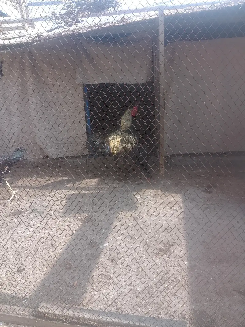 Hens for sale — photo 3