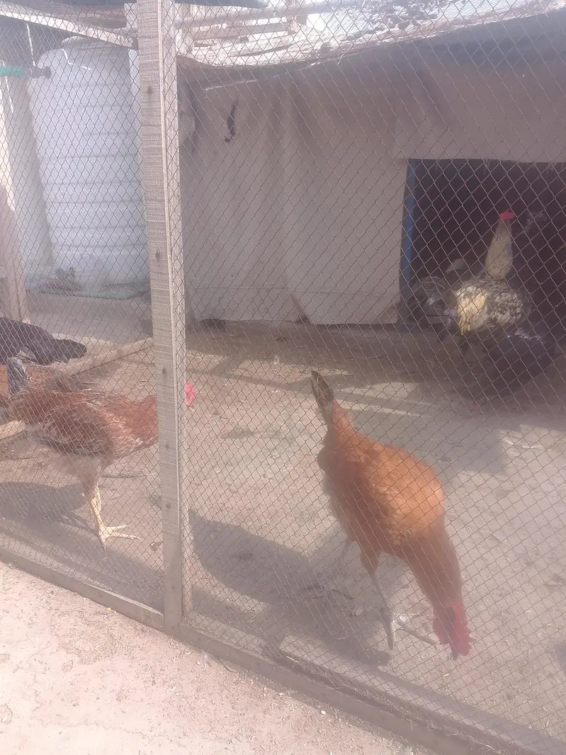 Hens for sale — photo 4