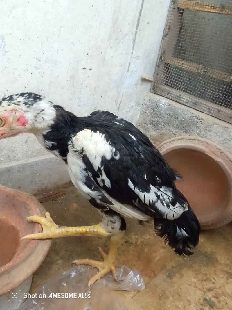 Aseel Miawali mushka pathe for Sale — photo 3