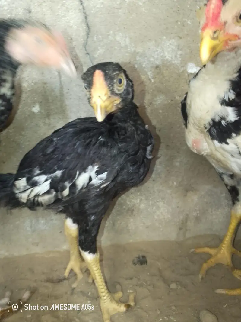 Aseel Miawali mushka pathe for Sale — photo 4