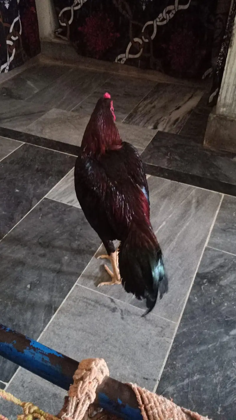 paso ki zrorat hy — photo 2