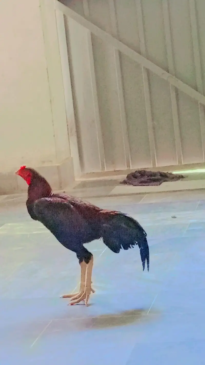 paso ki zrorat hy — photo 3