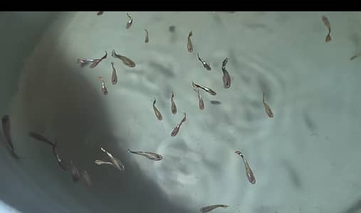 home breed guppy fish