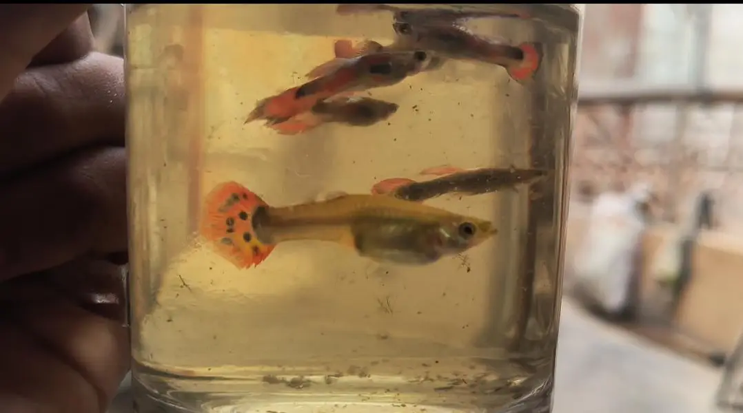 home breed guppy fish — photo 2