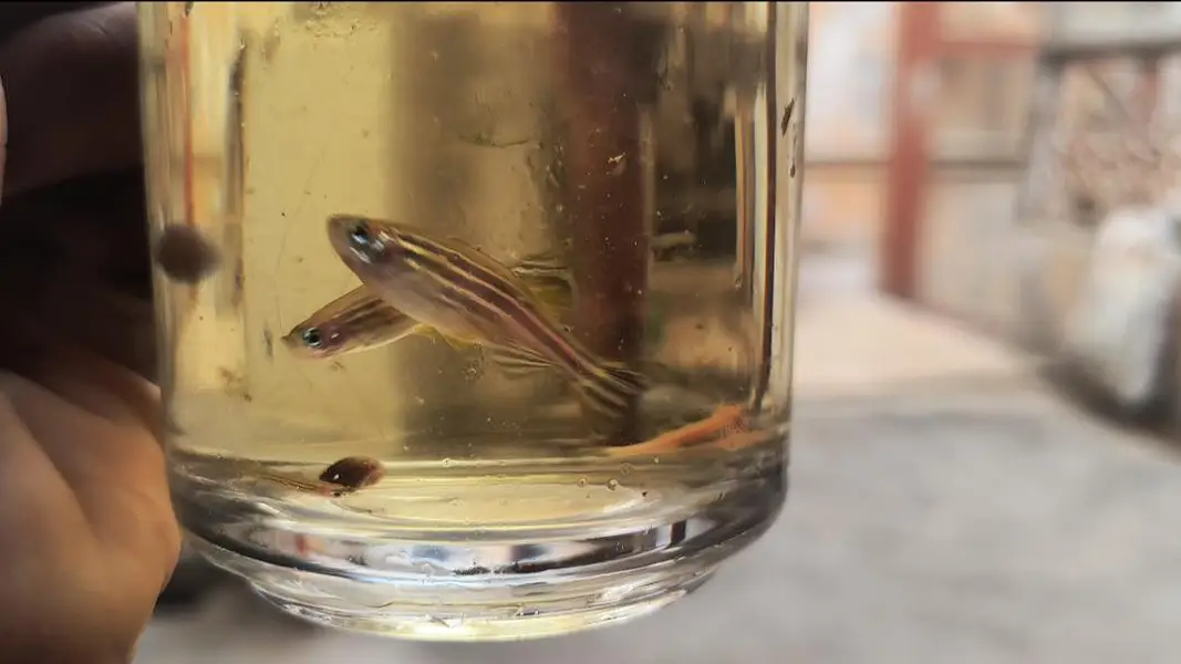 home breed guppy fish — photo 3