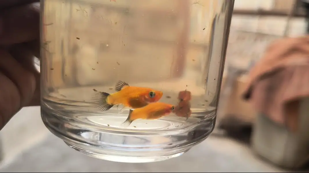 home breed guppy fish — photo 4