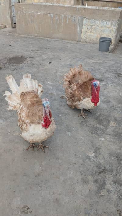 turkey bird breeder young pair healthy active gher ka palay hua