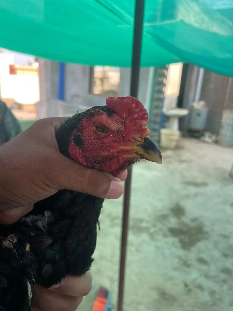 Kana Mushka patha — photo 2