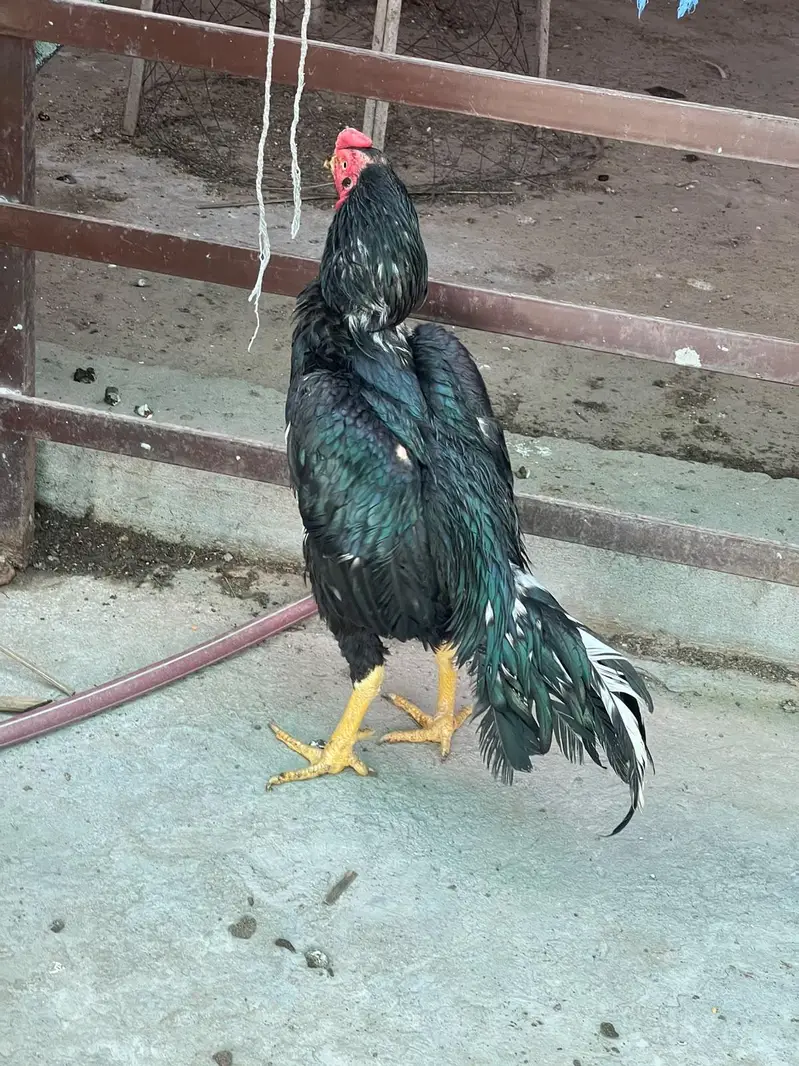 Kana Mushka patha — photo 3