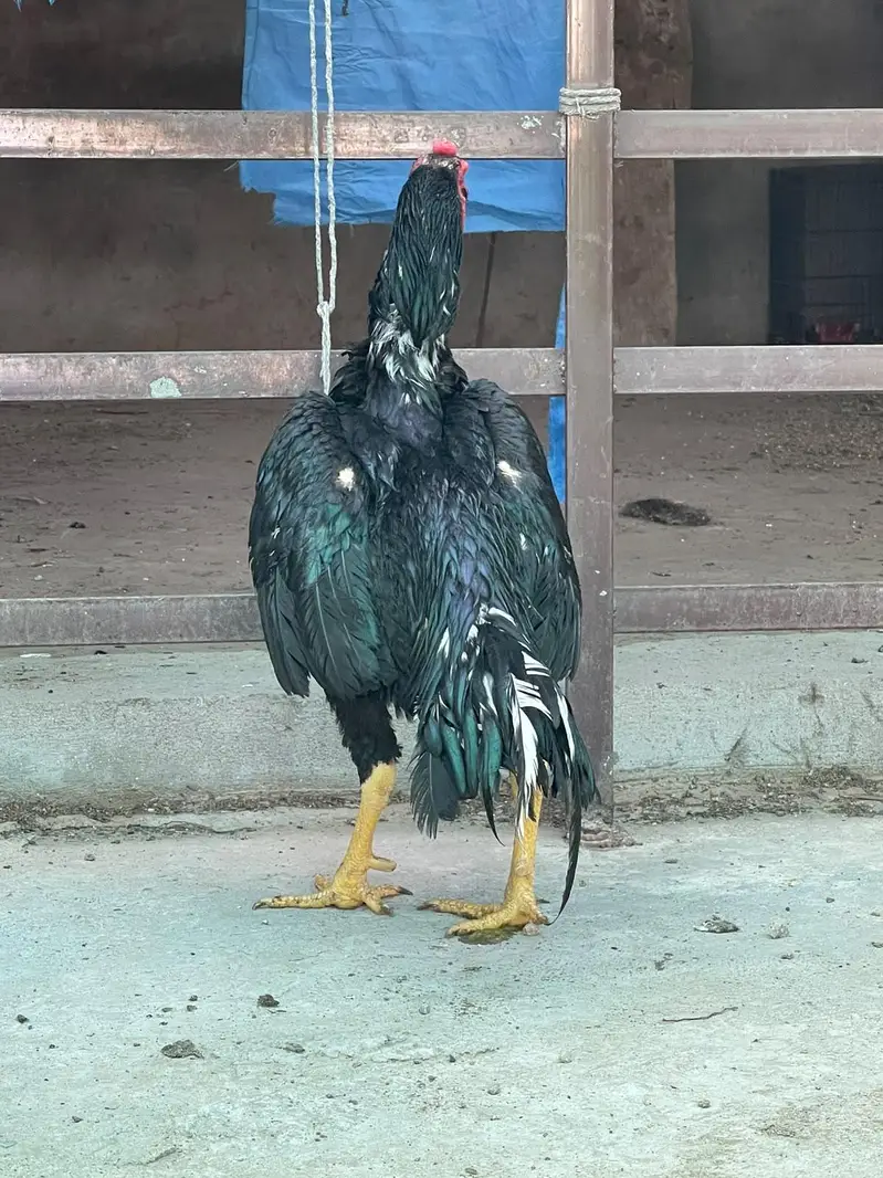 Kana Mushka patha — photo 4
