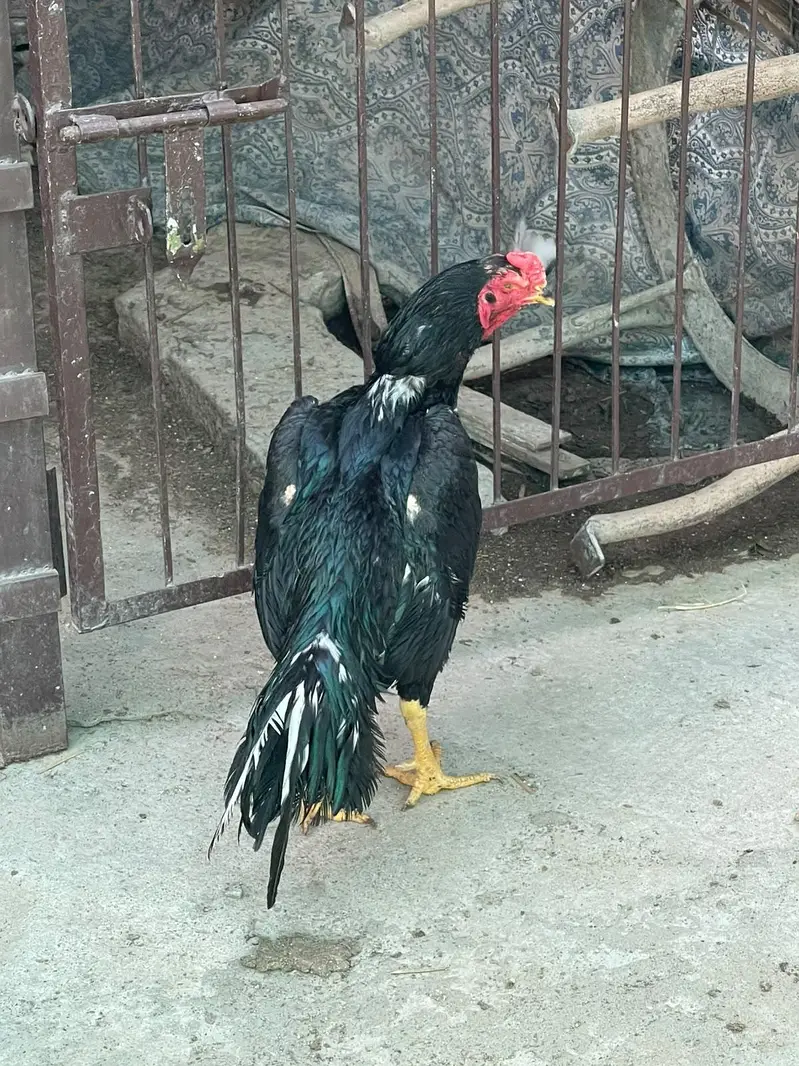 Kana Mushka patha — photo 5