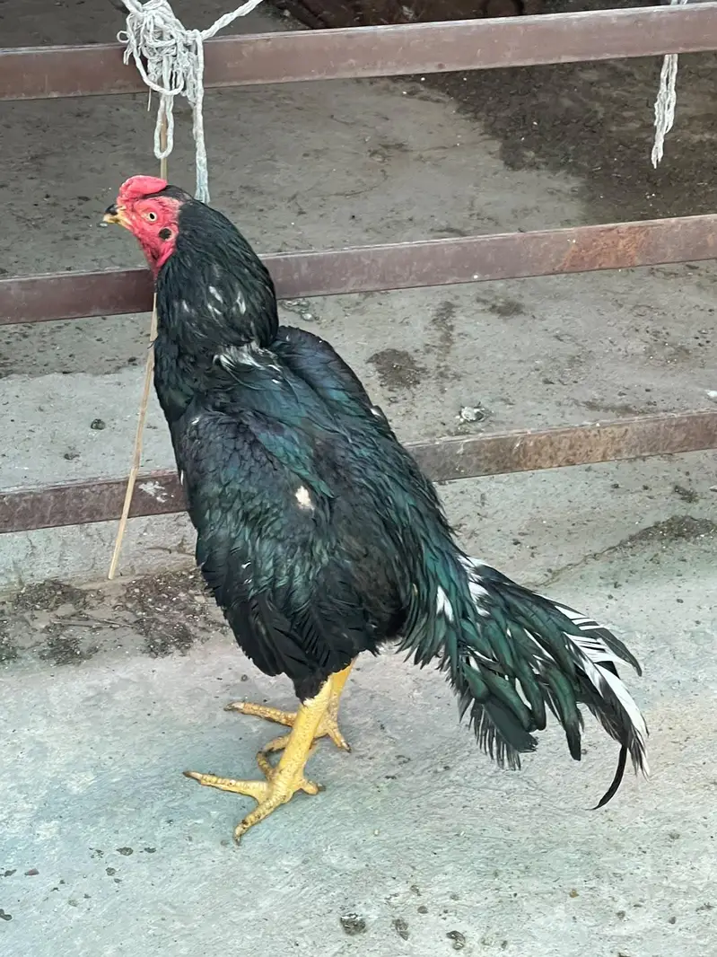 Kana Mushka patha — photo 6