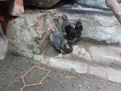 Japanese pair for sale