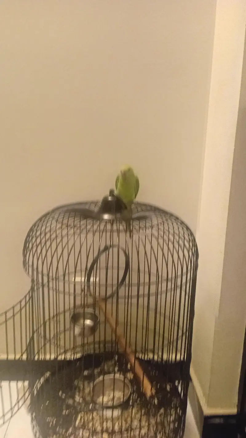 Hand tamd mitthu with beutyfull cage — photo 4