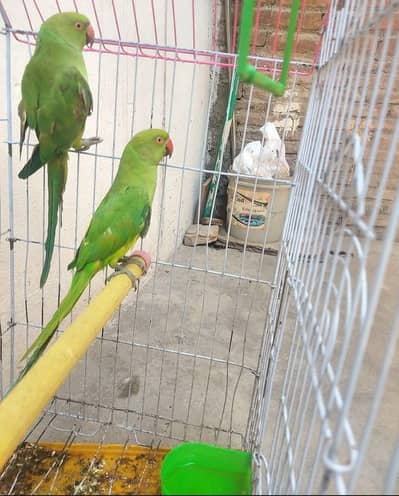 parrot