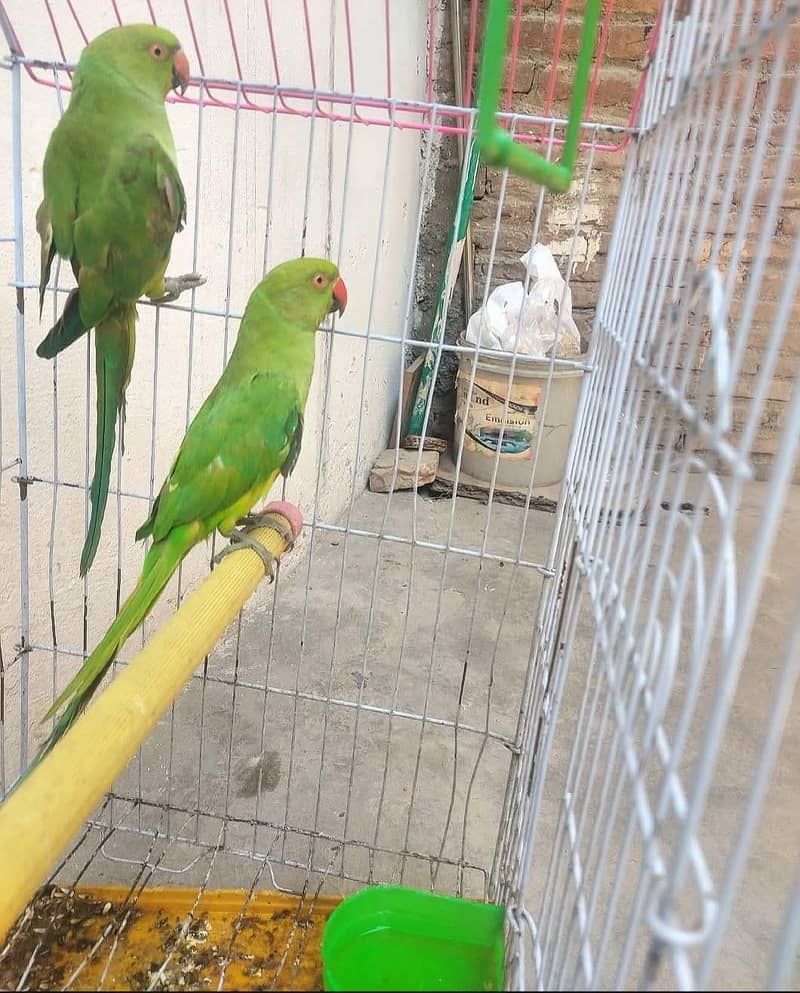 parrot 0