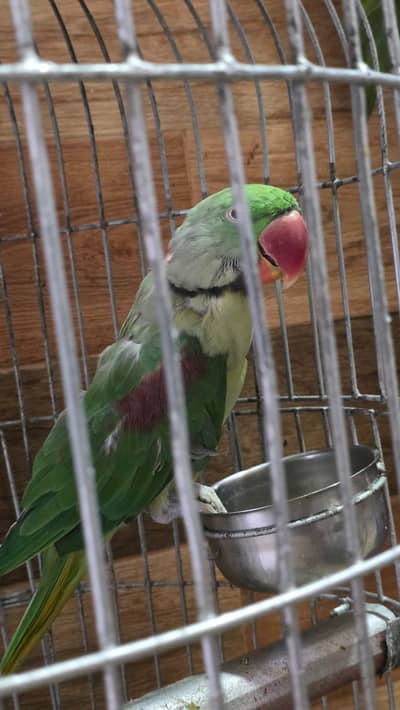 Raw parrot
