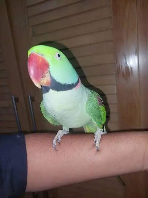 Raw parrot — photo 2