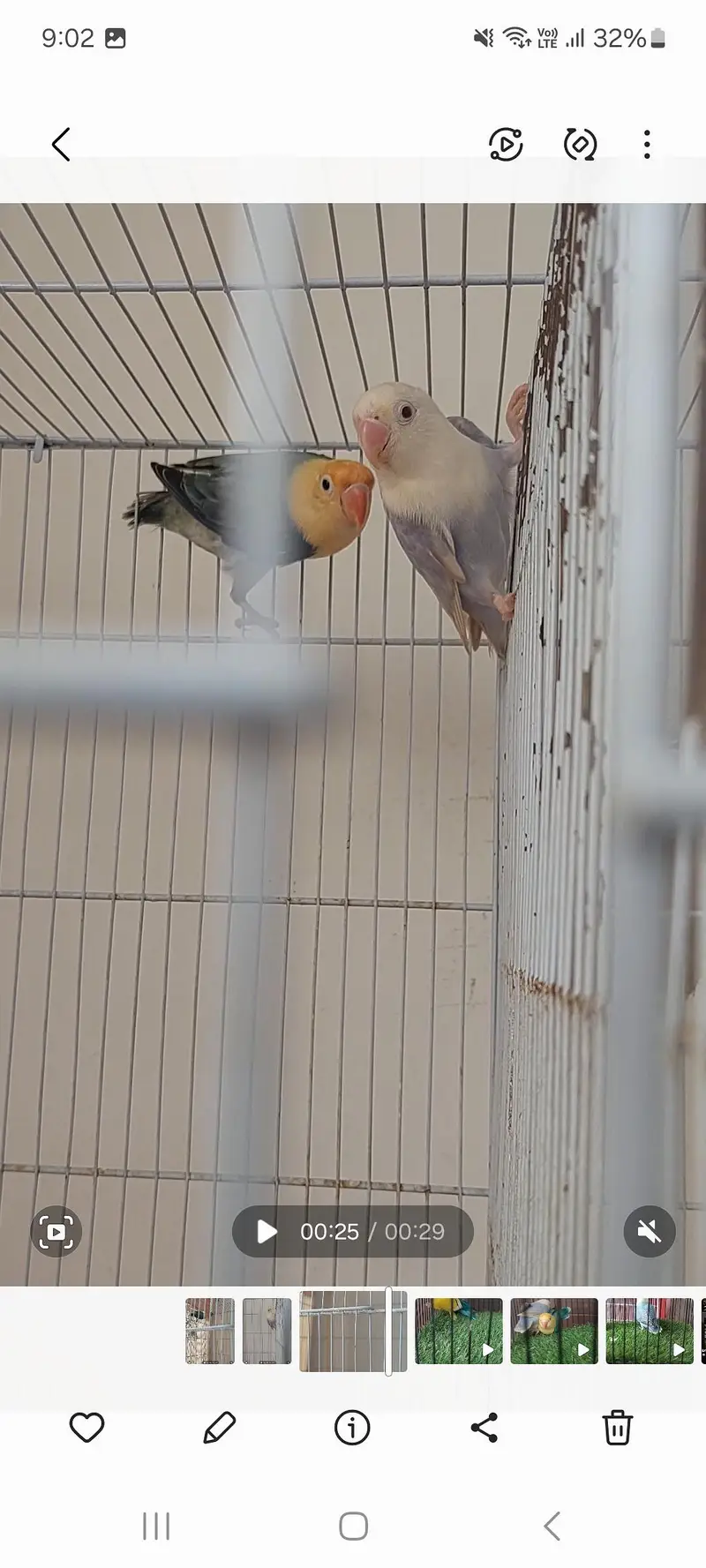 pale fellow split pale fellow lutino op — photo 8