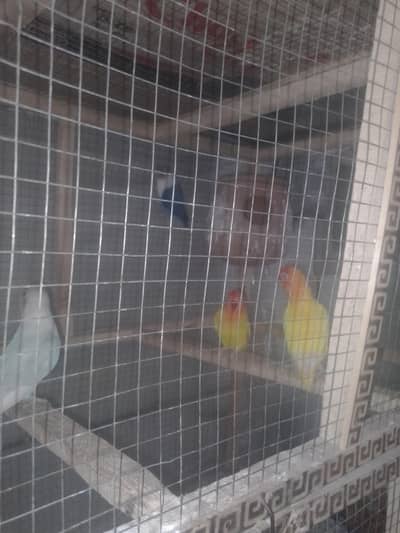 budgies, lovebirds, cocktail,dove,jawa,bengliesfinch