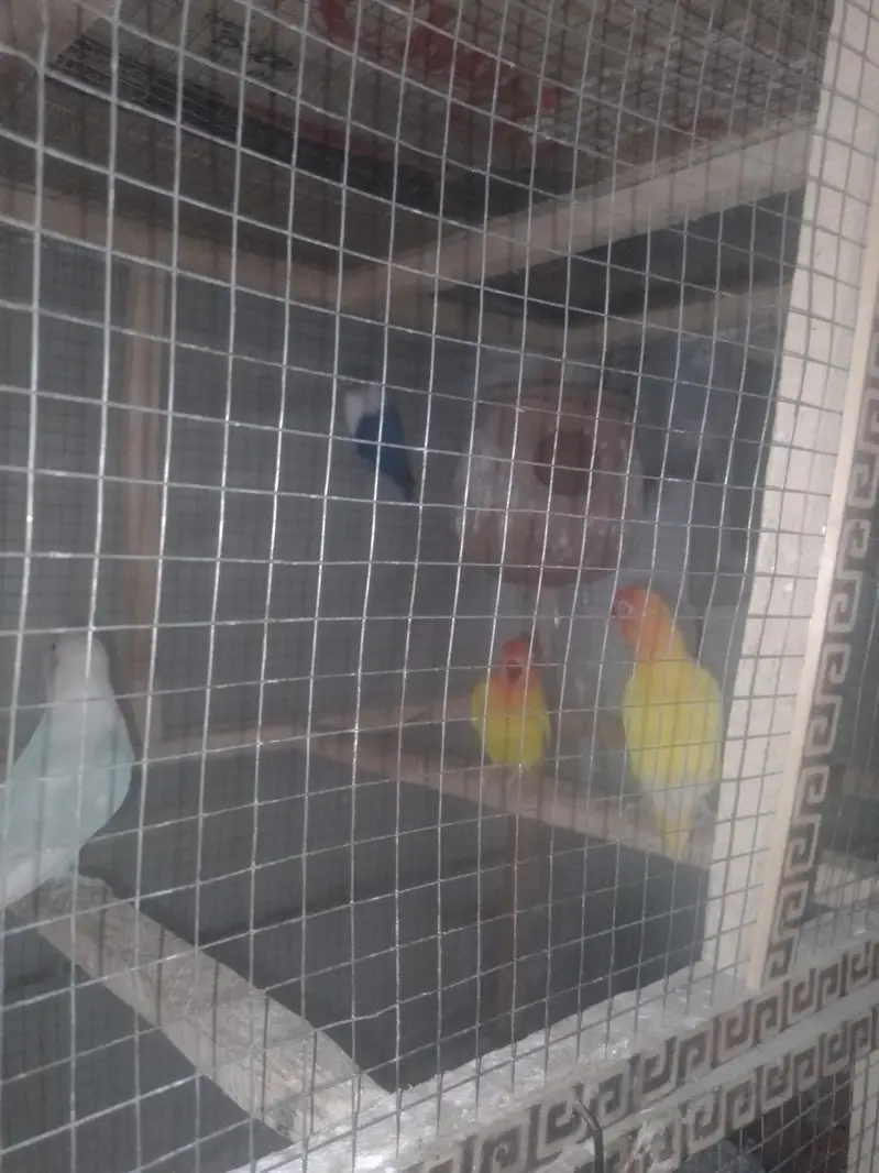 budgies, lovebirds, cocktail,dove,jawa,bengliesfinch