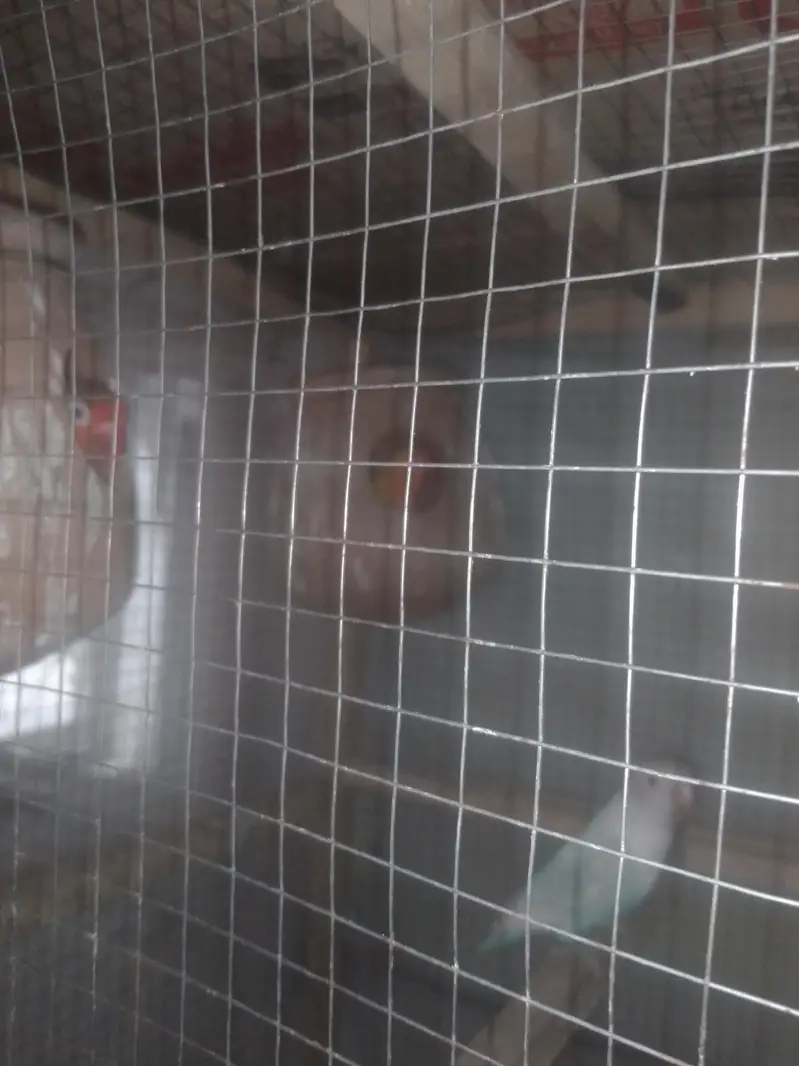 budgies, lovebirds, cocktail,dove,jawa,bengliesfinch — photo 2