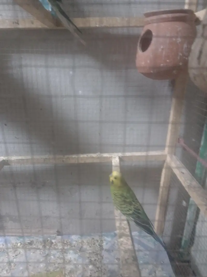 budgies, lovebirds, cocktail,dove,jawa,bengliesfinch — photo 3