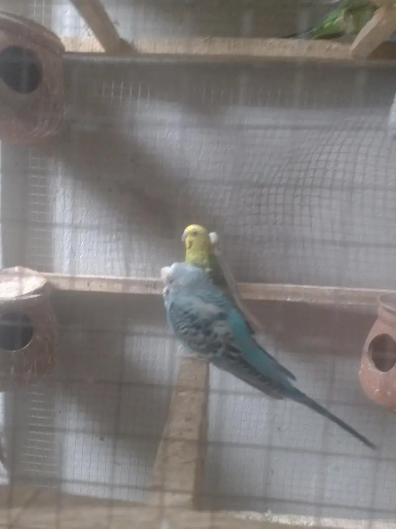 budgies, lovebirds, cocktail,dove,jawa,bengliesfinch — photo 4