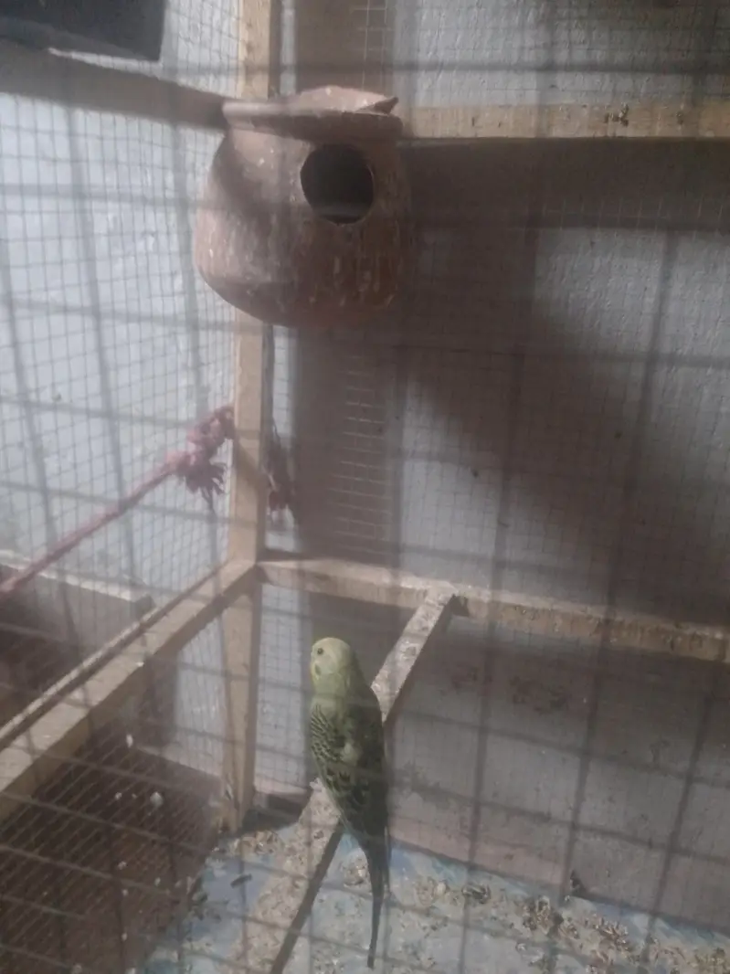 budgies, lovebirds, cocktail,dove,jawa,bengliesfinch — photo 5