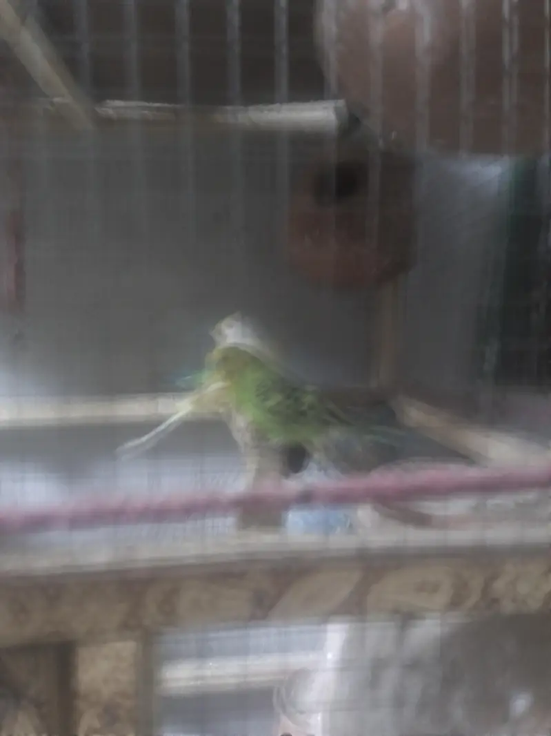 budgies, lovebirds, cocktail,dove,jawa,bengliesfinch — photo 6