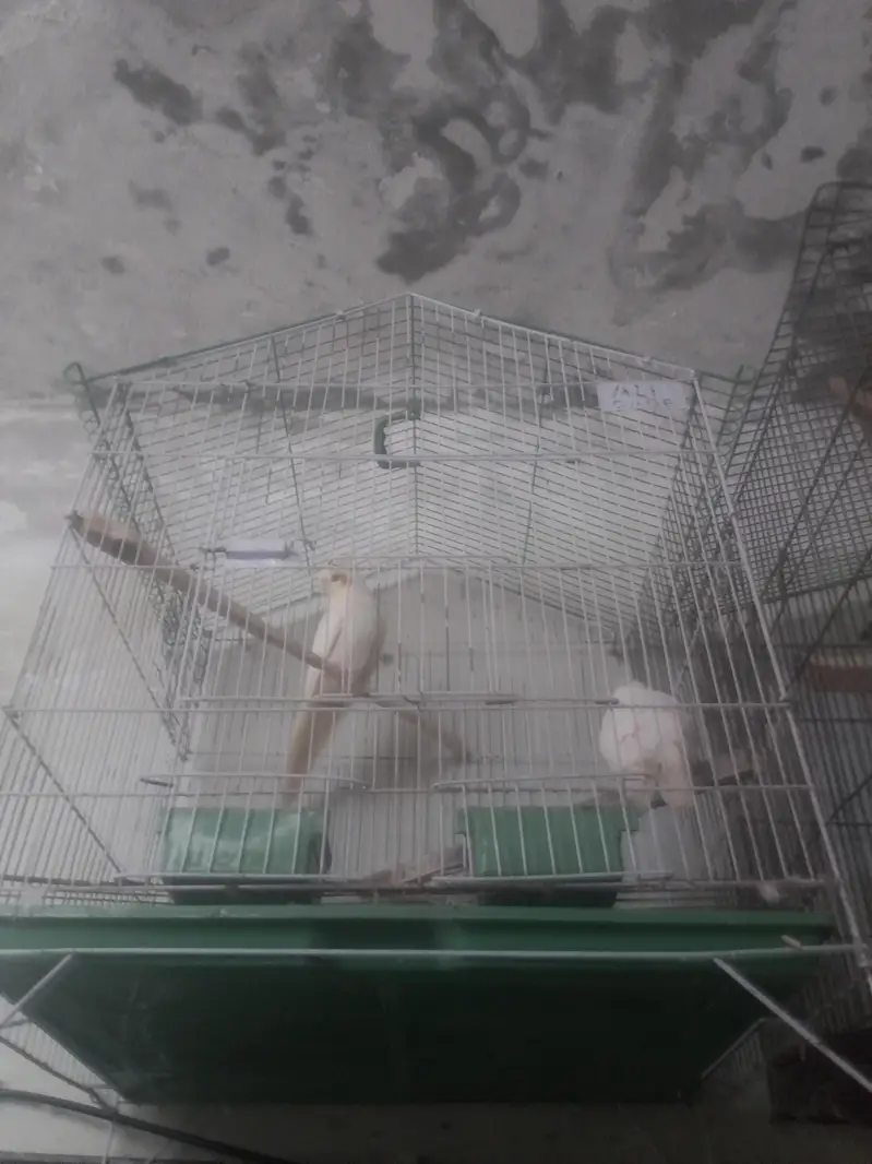 budgies, lovebirds, cocktail,dove,jawa,bengliesfinch — photo 7