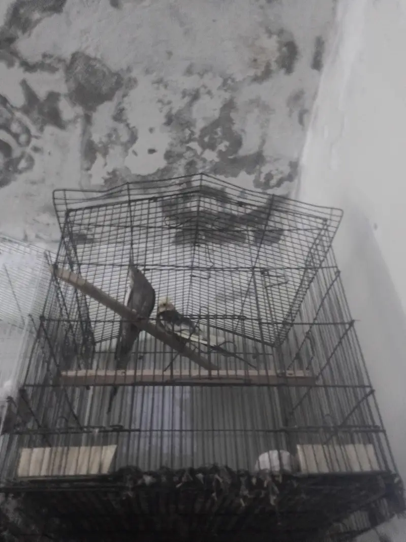 budgies, lovebirds, cocktail,dove,jawa,bengliesfinch — photo 8
