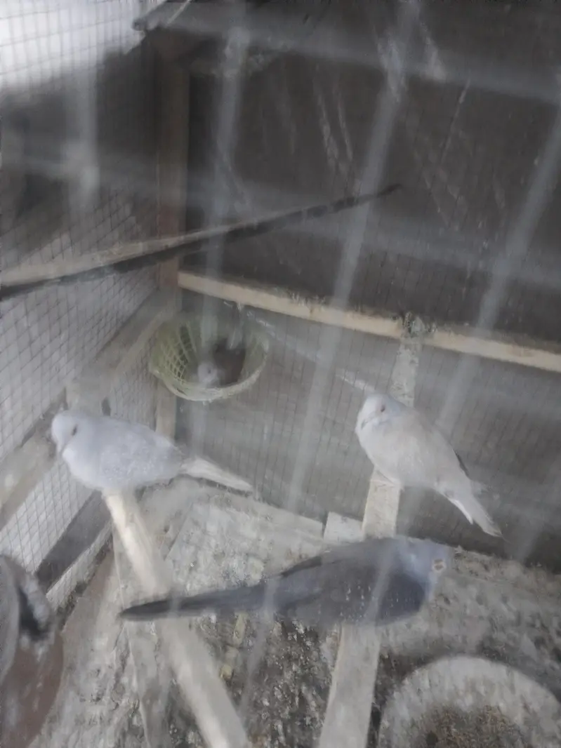 budgies, lovebirds, cocktail,dove,jawa,bengliesfinch — photo 9