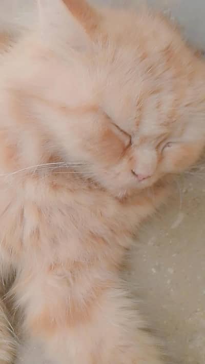 healthy domestic cat