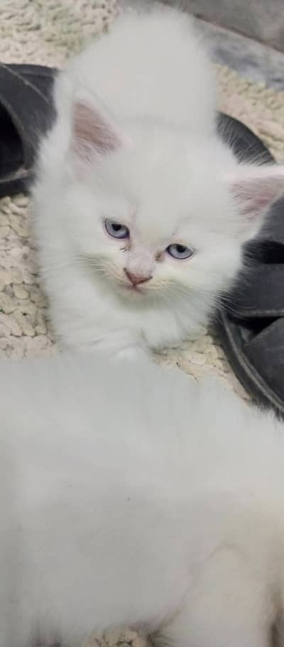 pershian kitten for sale