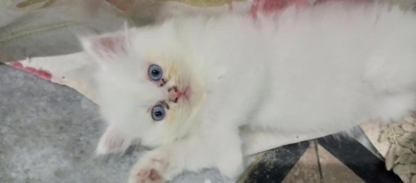pershian kitten for sale — photo 2