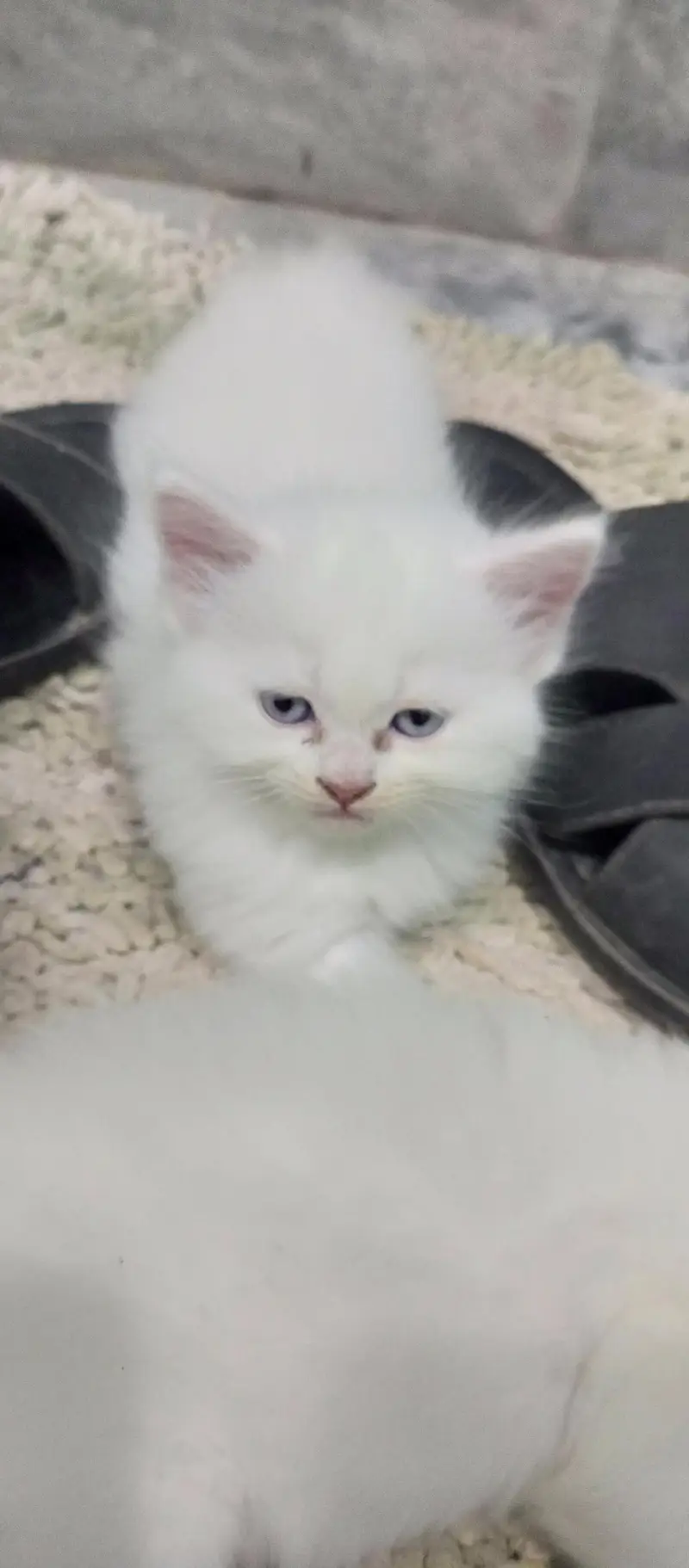 pershian kitten for sale — photo 3