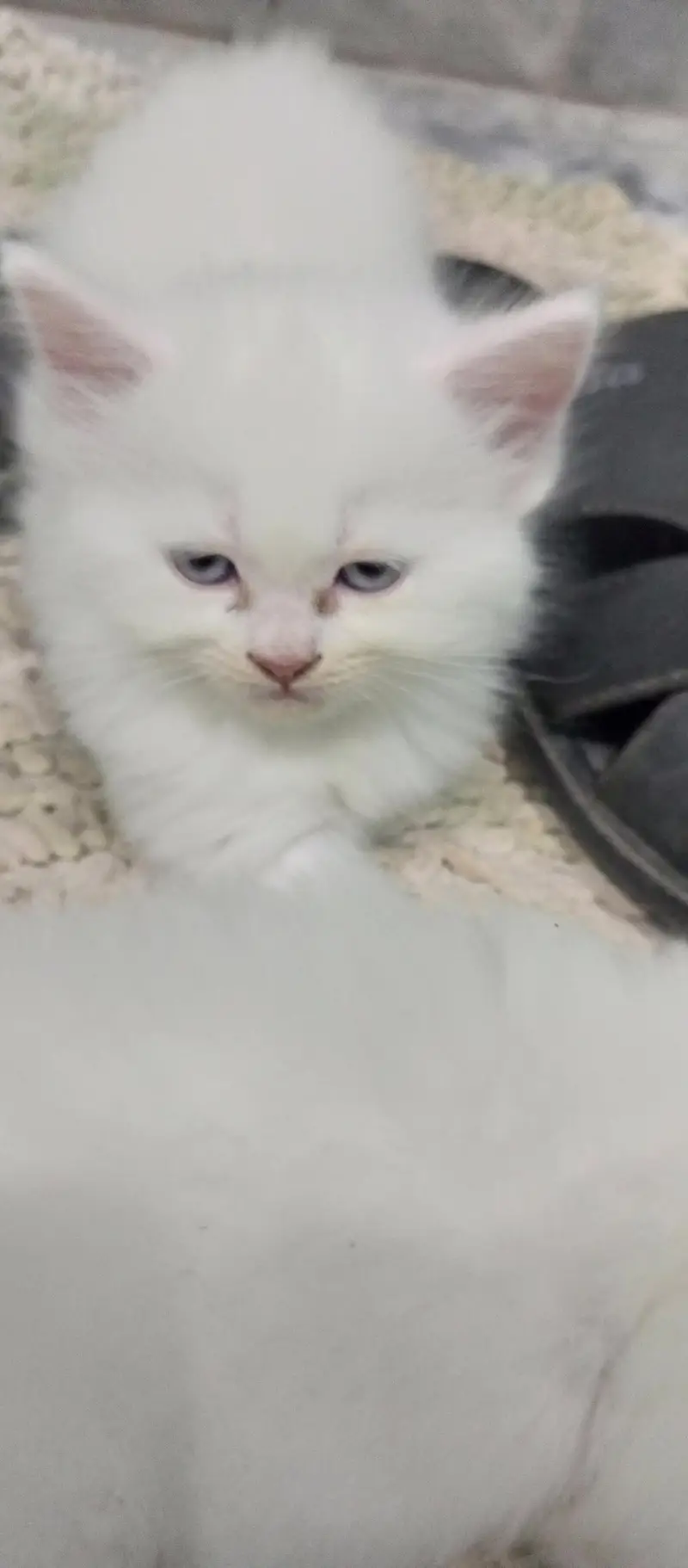 pershian kitten for sale — photo 4