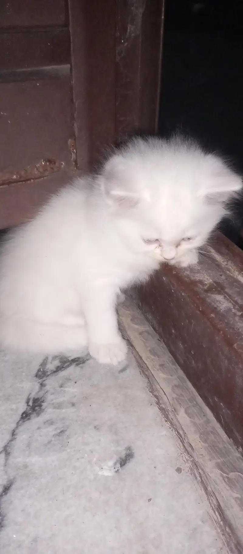 pershian kitten for sale — photo 5