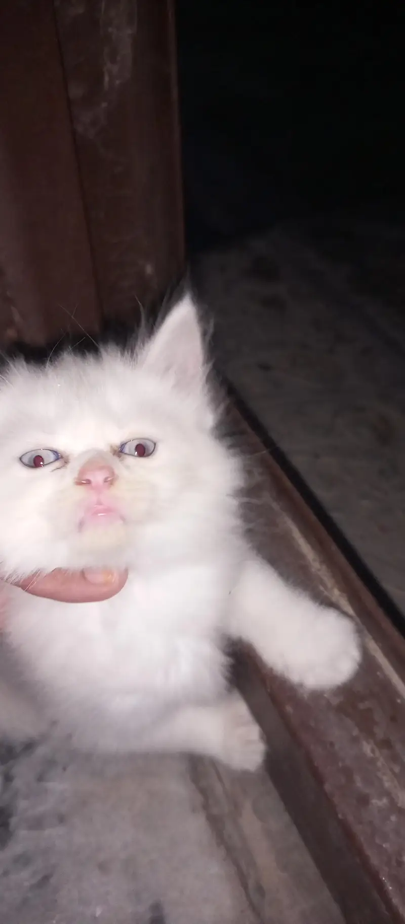 pershian kitten for sale — photo 6