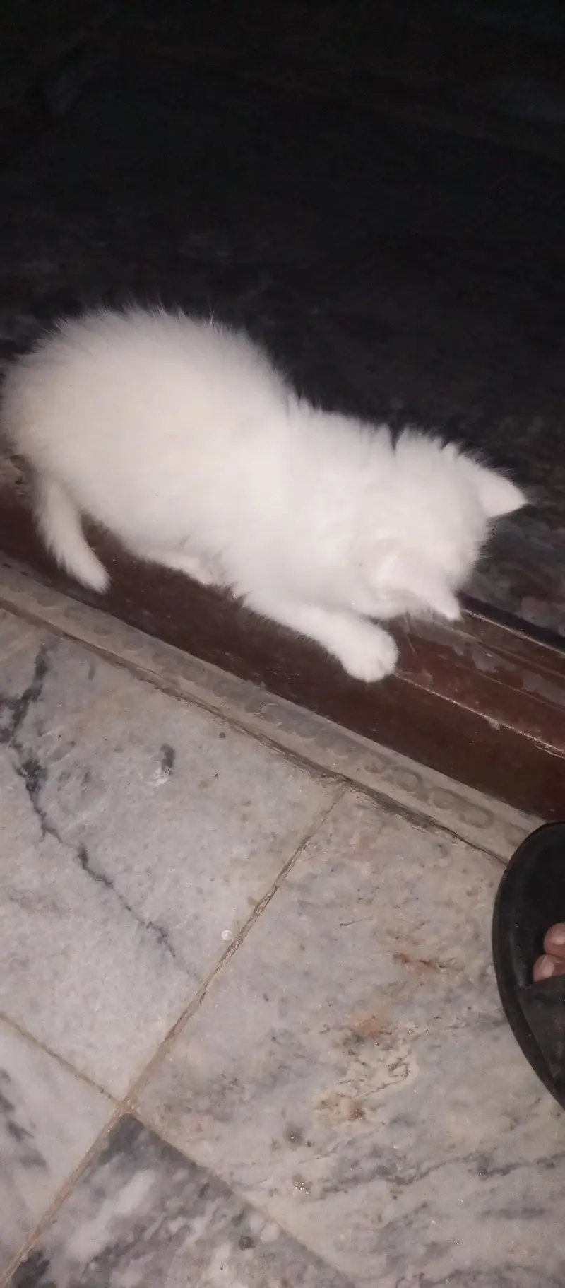 pershian kitten for sale — photo 7