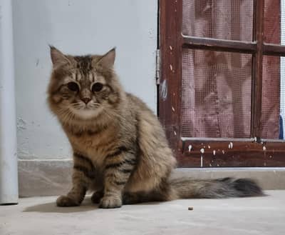 Cute Persian cats available for Sale - 7,500 per each