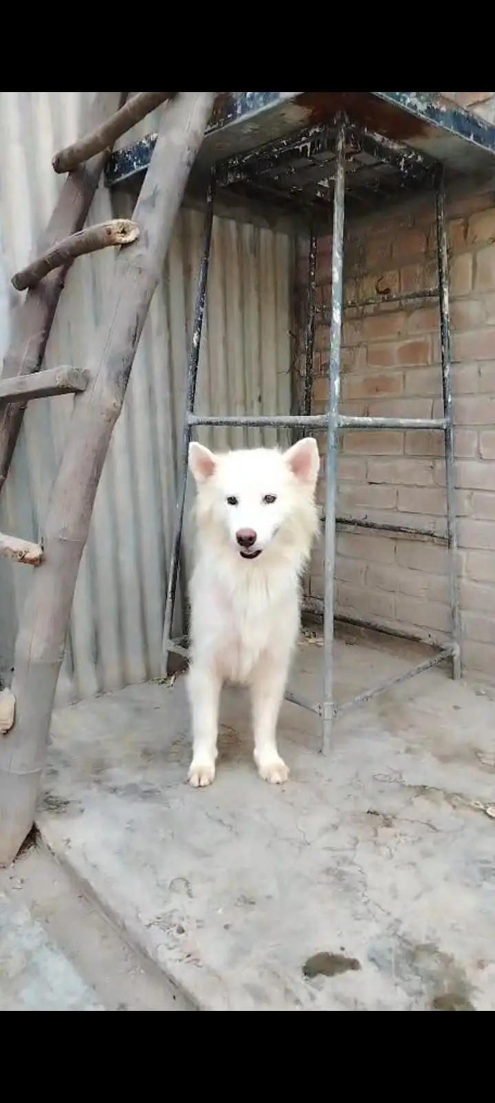 white husky breeder female Black male